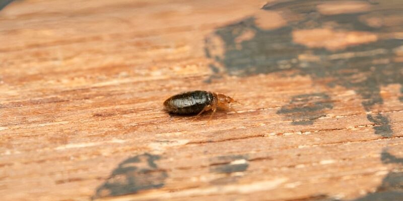 Bed Bugs During The Day (Simple Guidelines)