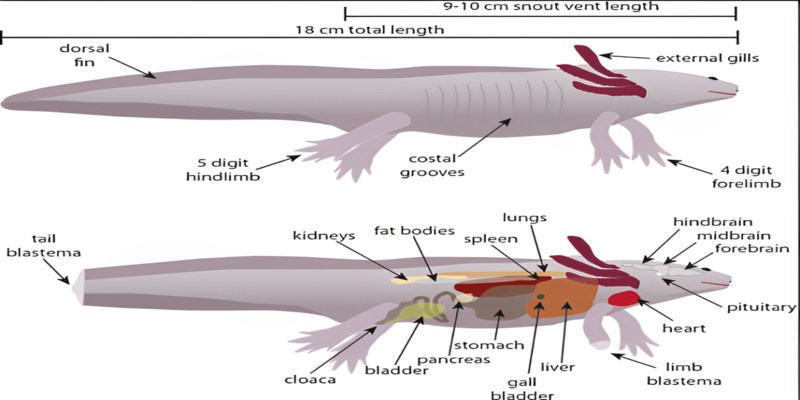 Axolotls' Body Types
